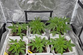 The Best Guide to Weed Seeds Virginia The Best Guide to Weed Seeds Virginia